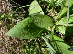 Plantago subnuda