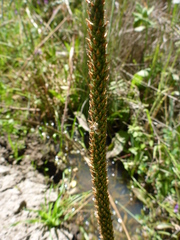 Plantago subnuda