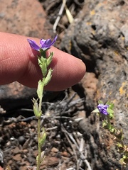 Triodanis biflora