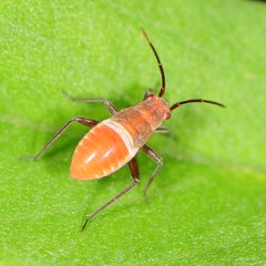 Lopidea