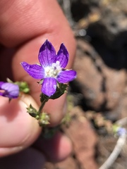 Triodanis biflora