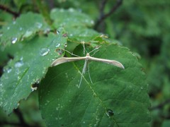 Hellinsia homodactylus