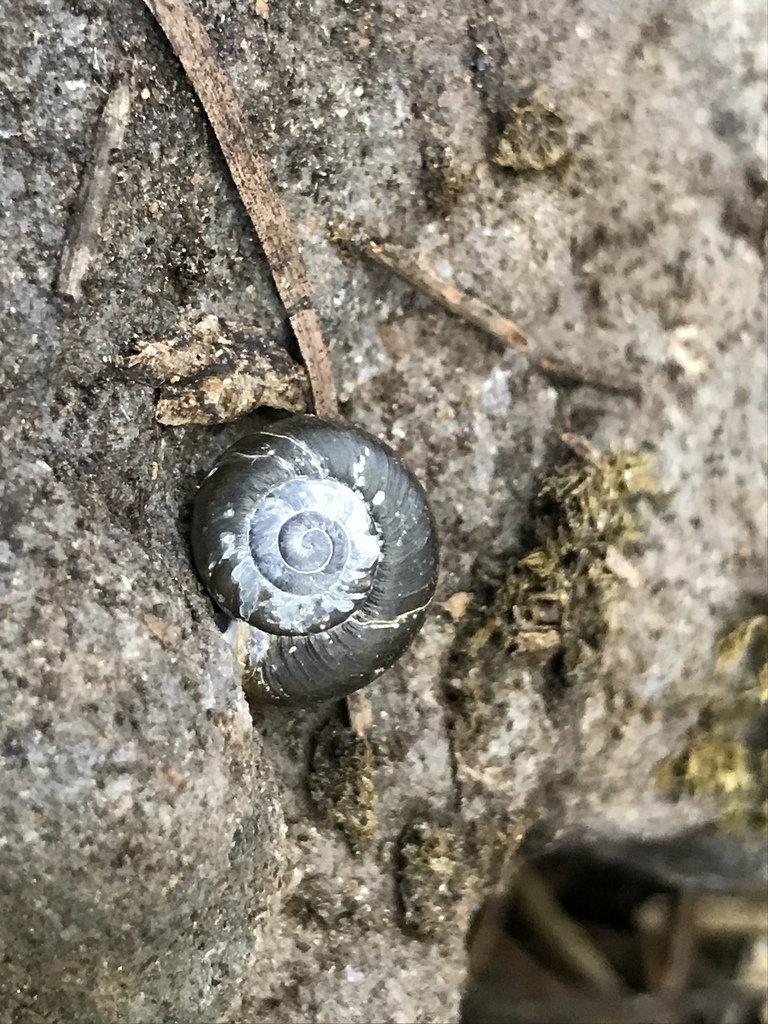 Helminthoglypta hannai