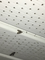 Protodeltote muscosula