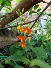 Prosthechea vitellina