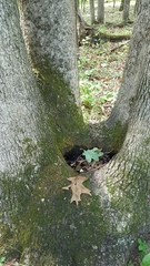 Toxorhynchites rutilus