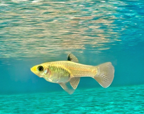 Shadow toothcarp (Xenophallus umbratilis) — Poeciliidae — 4