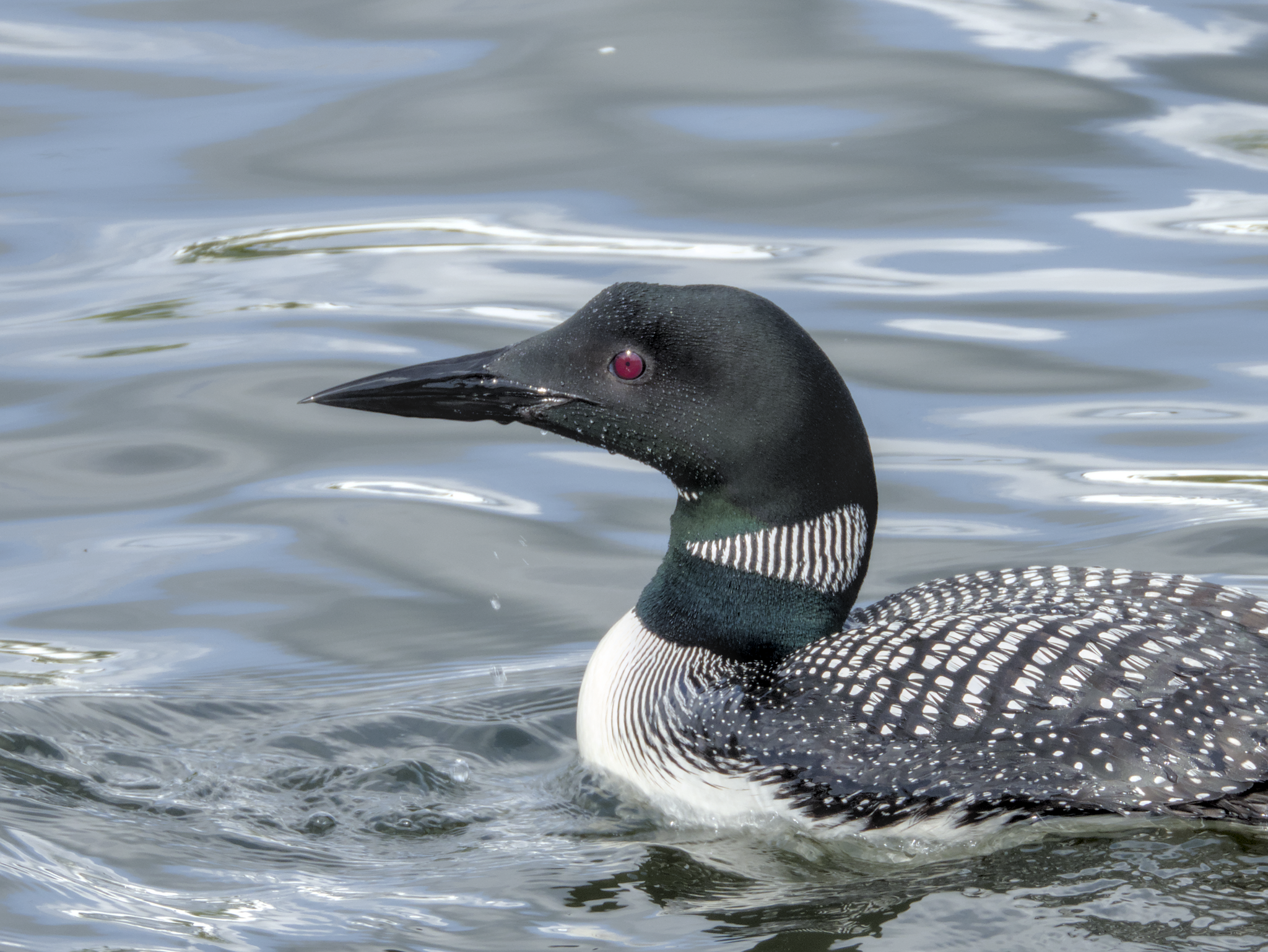 Great Northern Diver (Gavia immer)