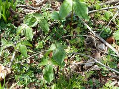 Trillium viridescens
