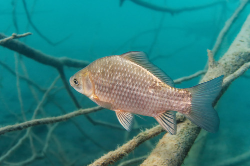 Prussian Carp, photo 2 of 10
