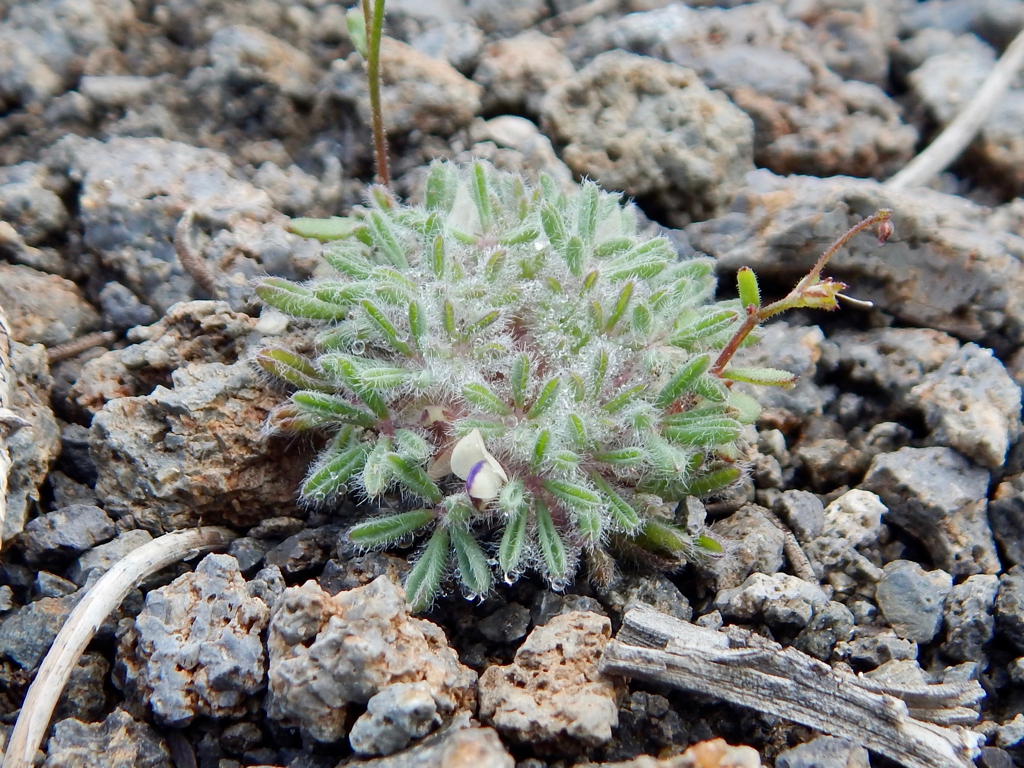 Lupinus uncialis