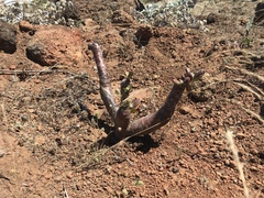 Cistanthe guadalupensis
