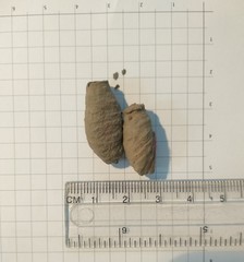 Sceliphron curvatum