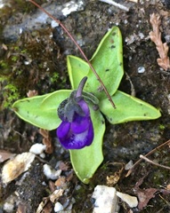 Pinguicula macroceras