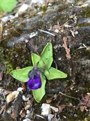 Pinguicula macroceras
