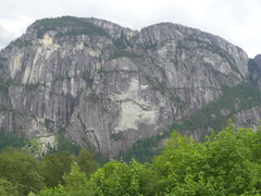 Pinguicula macroceras