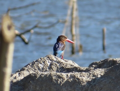 Halcyon cyanoventris