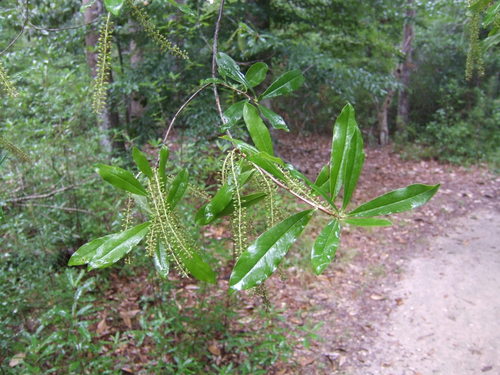 Titi (MatBio: TREES & SHRUBS - Matanzas Biodiversity) · iNaturalist