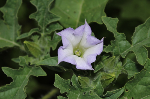 Image of Datura quercifolia by (c) Rodolfo Maximiliano Gutiérrez-Sánchez, some rights reserved (CC BY)