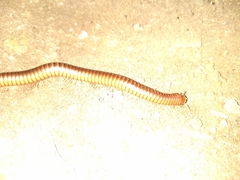 Orthoporus