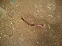 Orthoporus