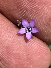 Gilia nevinii