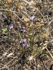 Gilia nevinii