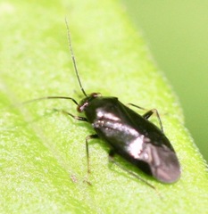 Slaterocoris