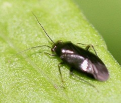 Slaterocoris