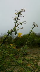 Parkinsonia texana