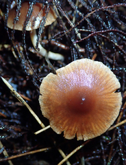 Cortinarius waiporianus