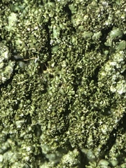 Melanelixia glabratula