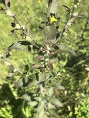 Aureolaria virginica