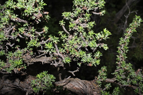 Mexican cliffrose (Purshia mexicana)