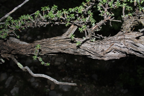 Purshia mexicana, photograph 6