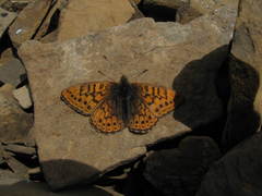 Boloria astarte astarte