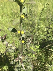 Aureolaria virginica