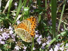 Argynnis elisa