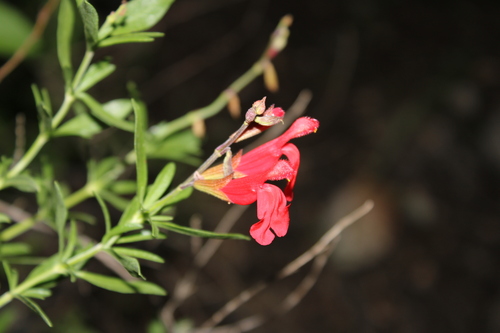 Image of Salvia greggii by (c) Rodolfo Maximiliano Gutiérrez-Sánchez, some rights reserved (CC BY)