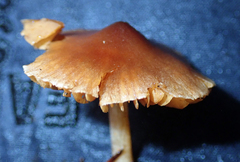 Cortinarius waiporianus
