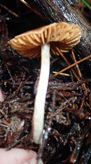 Cortinarius waiporianus