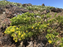 Deinandra frutescens