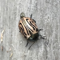 Calligrapha dislocata