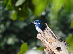 Alcedo coerulescens