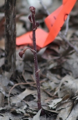Bletia nitida