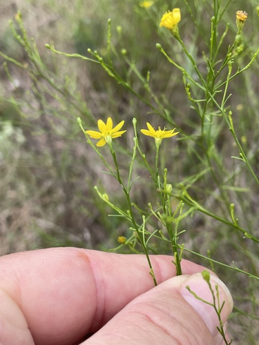 Image of Gutierrezia texana by no rights reserved