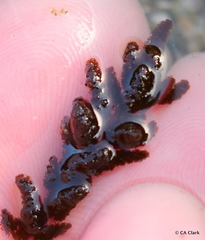 Callithamnion pikeanum