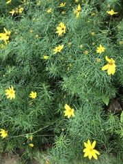 Coreopsis verticillata