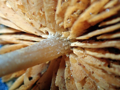 Cortinarius waiporianus