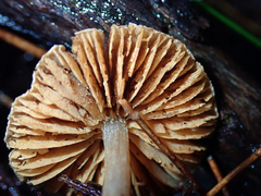 Cortinarius waiporianus